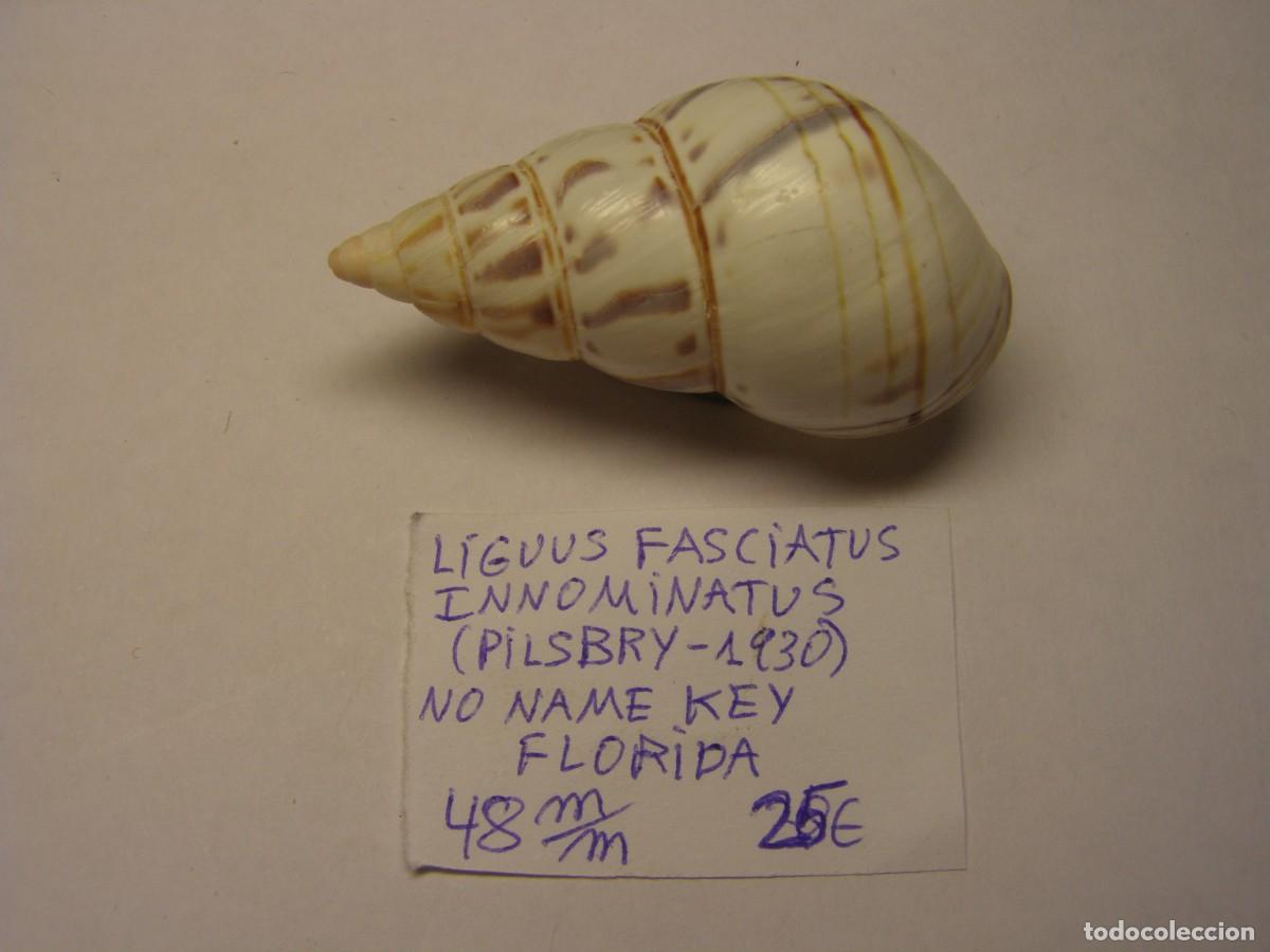 Coleccionismo de moluscos: Caracol snail shell liguus fasciatus innominatus. Florida.