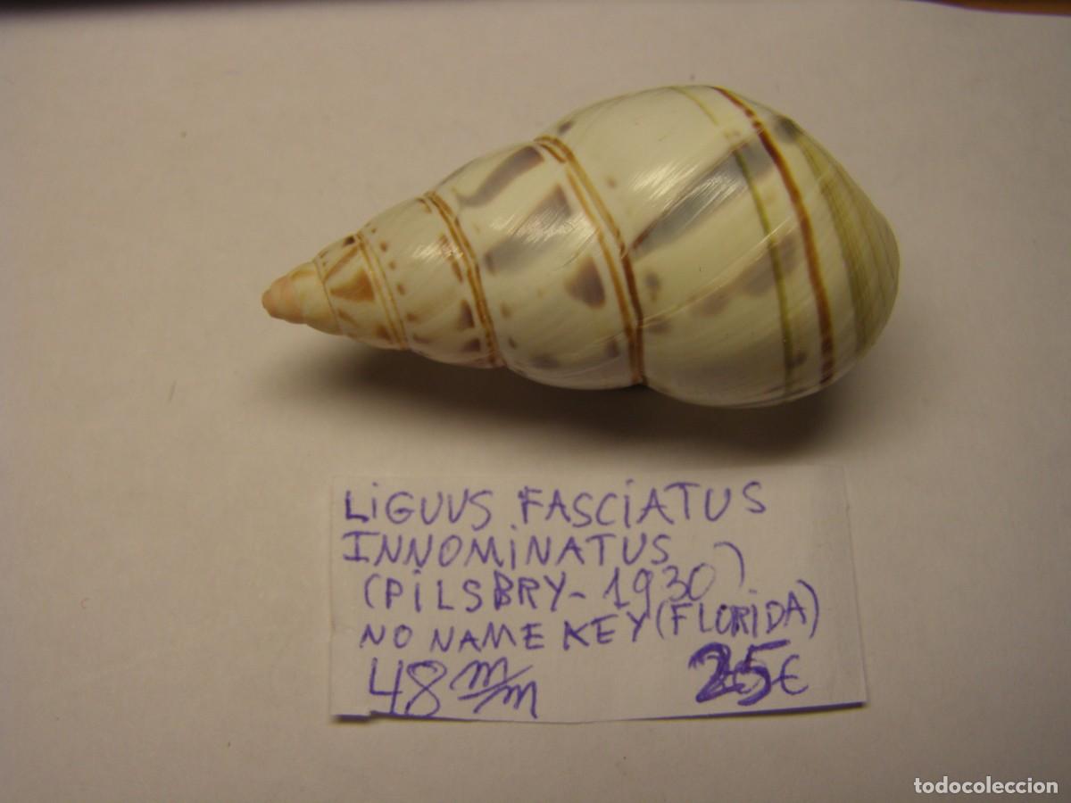 Coleccionismo de moluscos: Caracol snail shell liguus fasciatus innominatus. Florida.