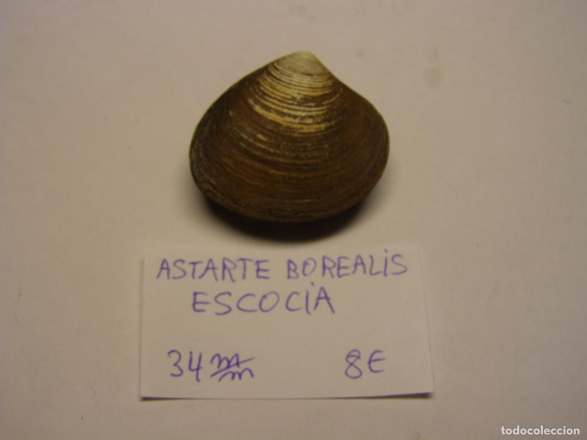 Coleccionismo de moluscos: Bivalvo shell astarte borealis. Escocia.