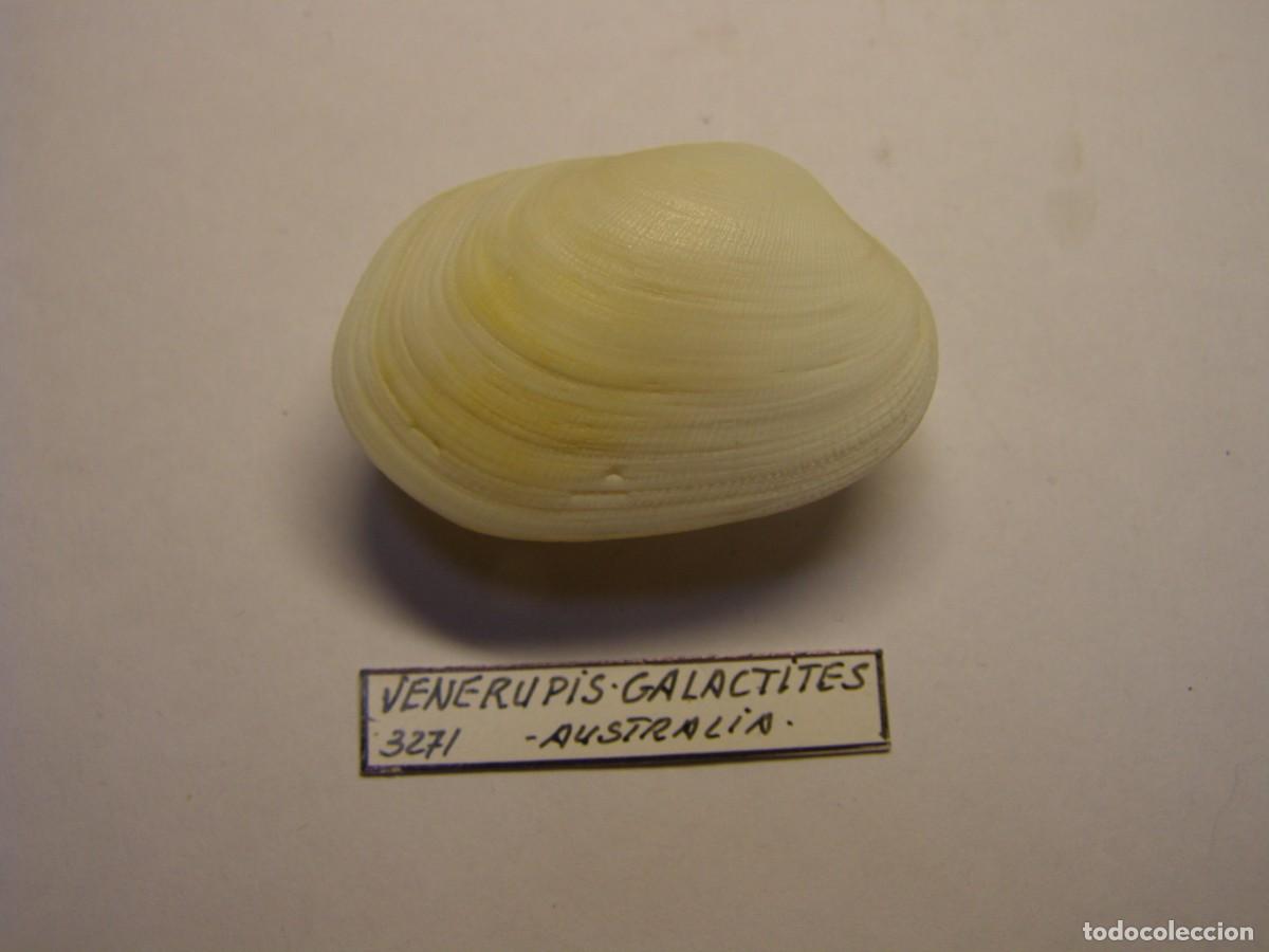 Coleccionismo de moluscos: Bivalvo shell venerupis galactites. Australia.
