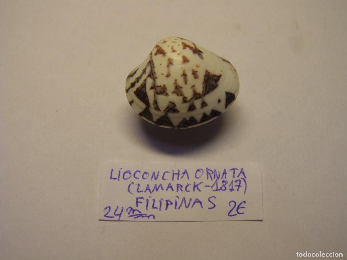 Coleccionismo de moluscos: Bivalvo shell lioconcha ornata. Filipinas.