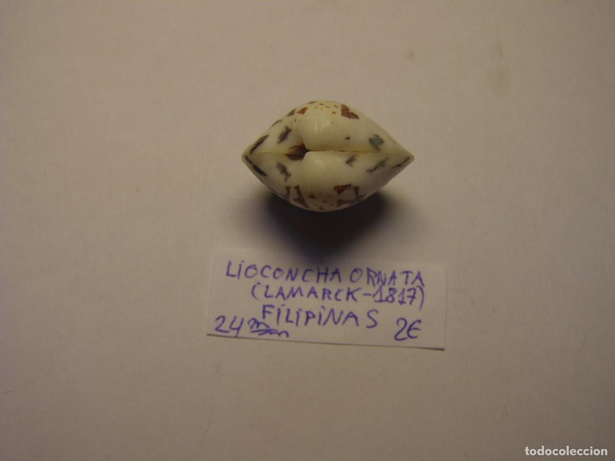 Coleccionismo de moluscos: Bivalvo shell lioconcha ornata. Filipinas. - Foto 2