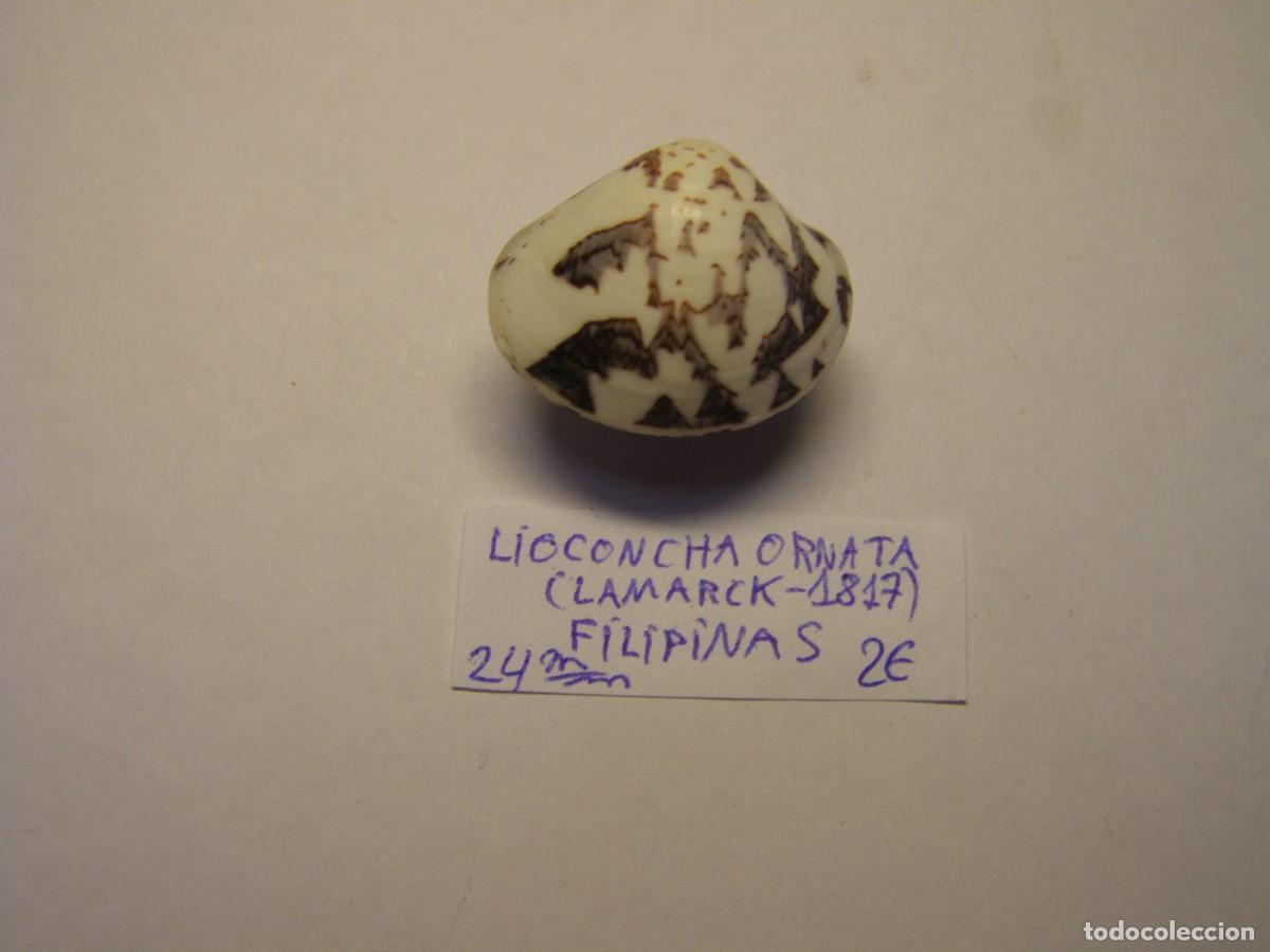 Coleccionismo de moluscos: Bivalvo shell lioconcha ornata. Filipinas. - Foto 3