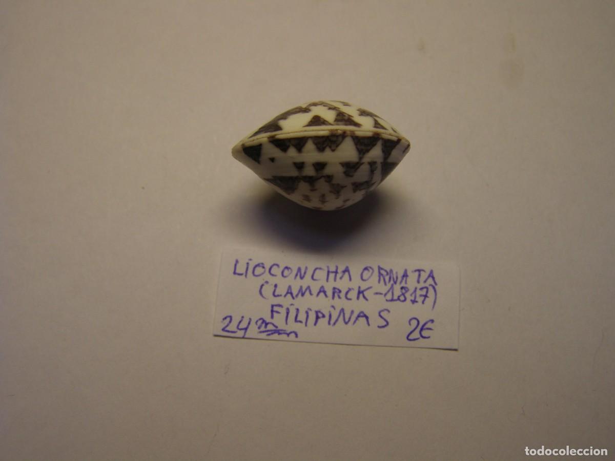 Coleccionismo de moluscos: Bivalvo shell lioconcha ornata. Filipinas. - Foto 4