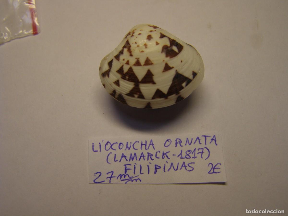 Coleccionismo de moluscos: Bivalvo shell lioconcha ornata. Filipinas.