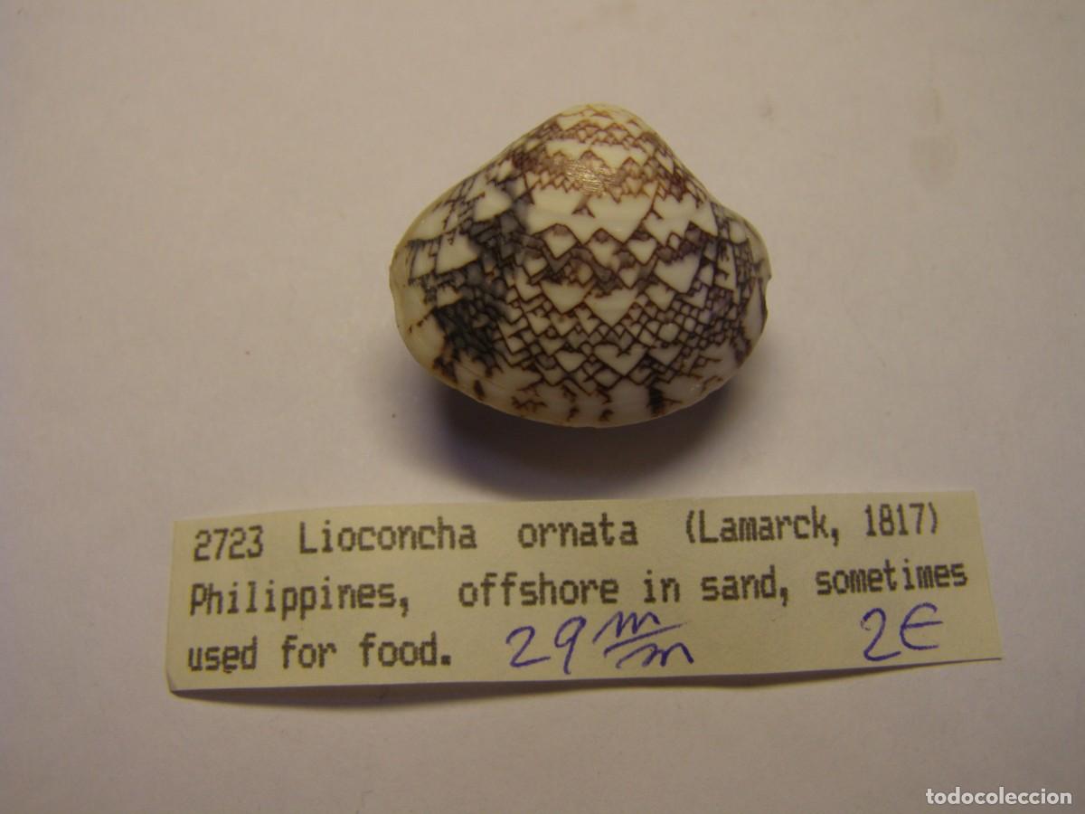 Coleccionismo de moluscos: Bivalvo shell lioconcha ornata. Filipinas.