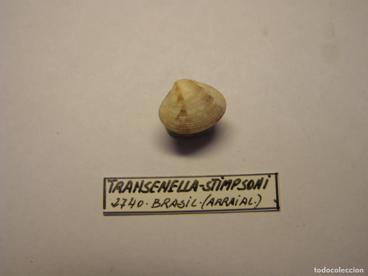 Coleccionismo de moluscos: Bivalvo shell transenella stimpsoni. Brasil.