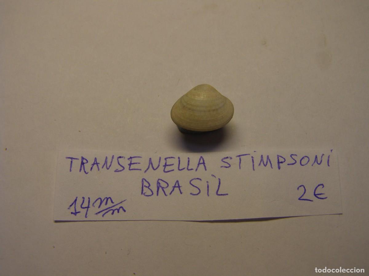 Coleccionismo de moluscos: Bivalvo shell transenella stimpsoni. Brasil.