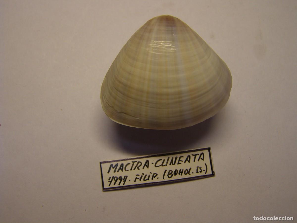 Sammlung von Weichtieren: Bivalvo shell mactra cuneata. Filipinas.