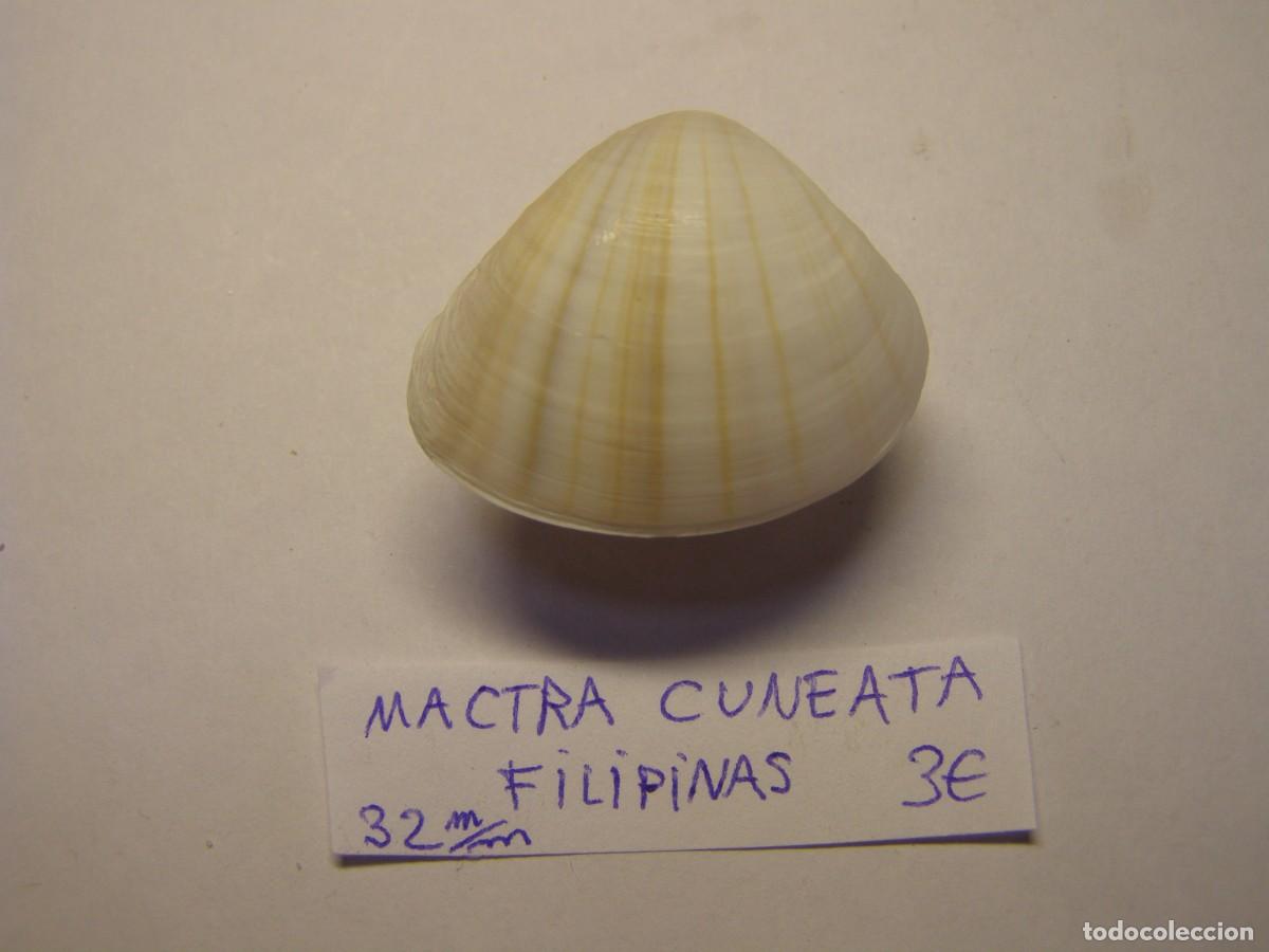 Collezionismo di molluschi: Bivalvo shell mactra cuneata. Filipinas.