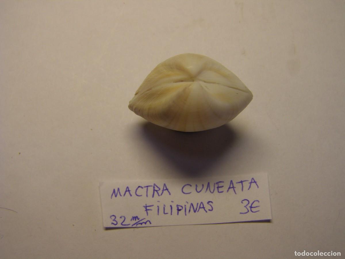 Coleccionismo de moluscos: Bivalvo shell mactra cuneata. Filipinas. - Foto 2
