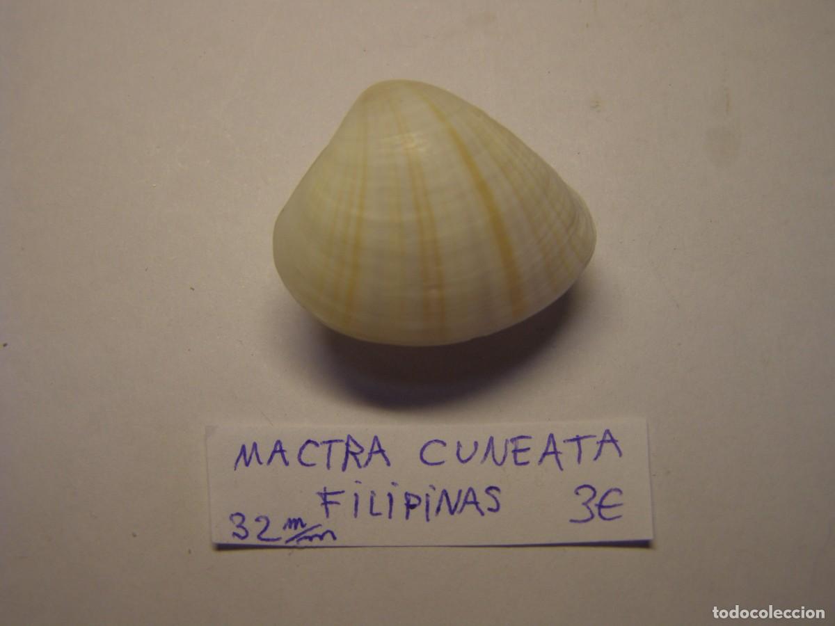 Coleccionismo de moluscos: Bivalvo shell mactra cuneata. Filipinas. - Foto 3