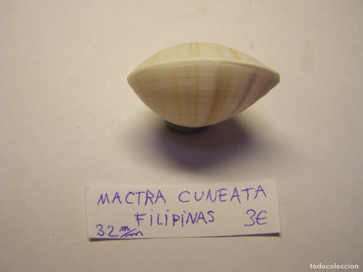 Coleccionismo de moluscos: Bivalvo shell mactra cuneata. Filipinas. - Foto 4