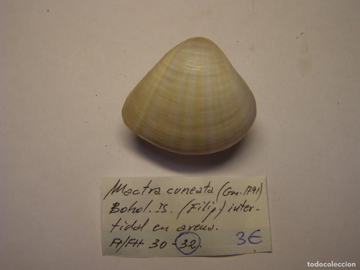 Sammlung von Weichtieren: Bivalvo shell mactra cuneata. Filipinas.