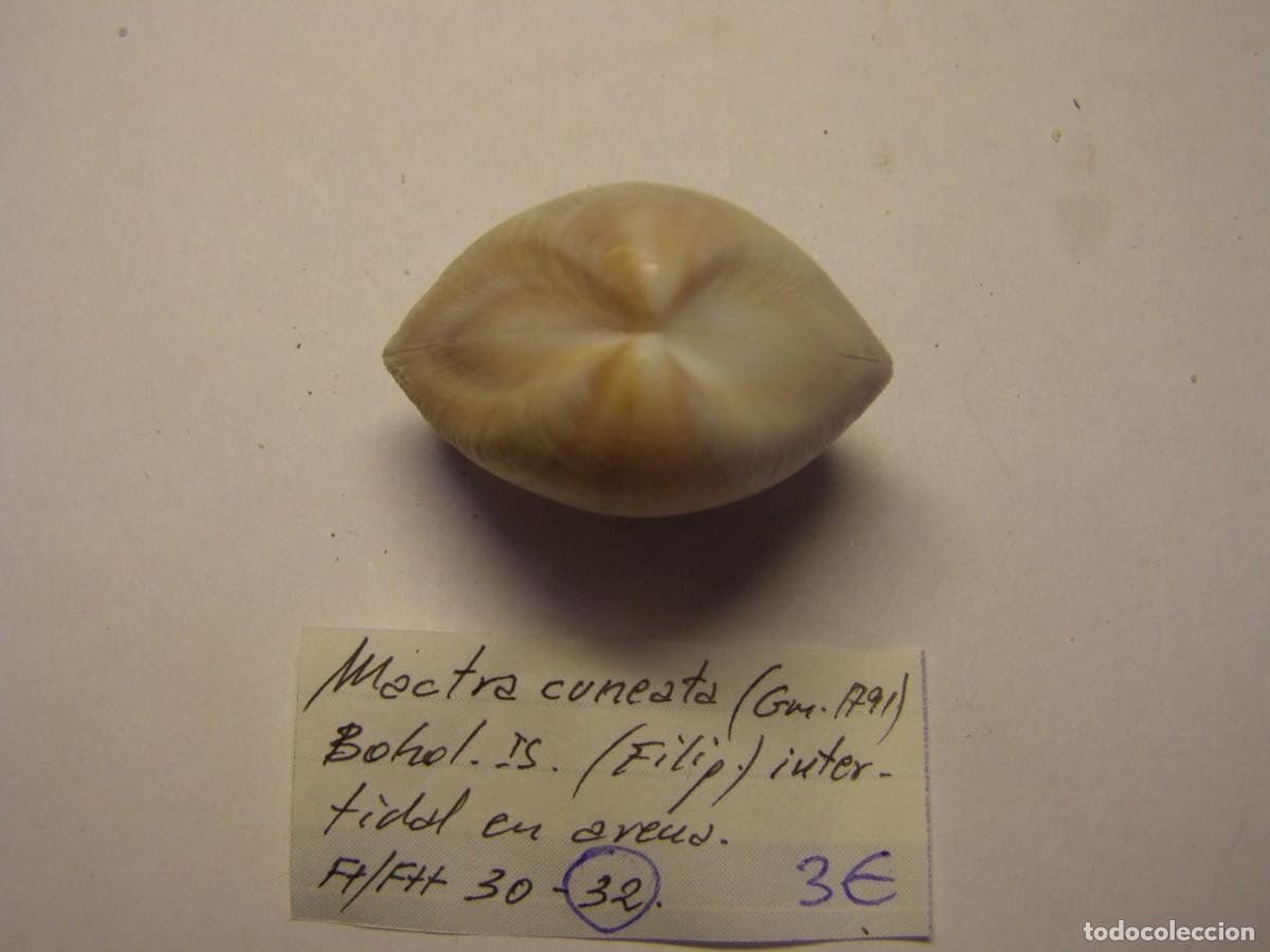 Coleccionismo de moluscos: Bivalvo shell mactra cuneata. Filipinas. - Foto 2