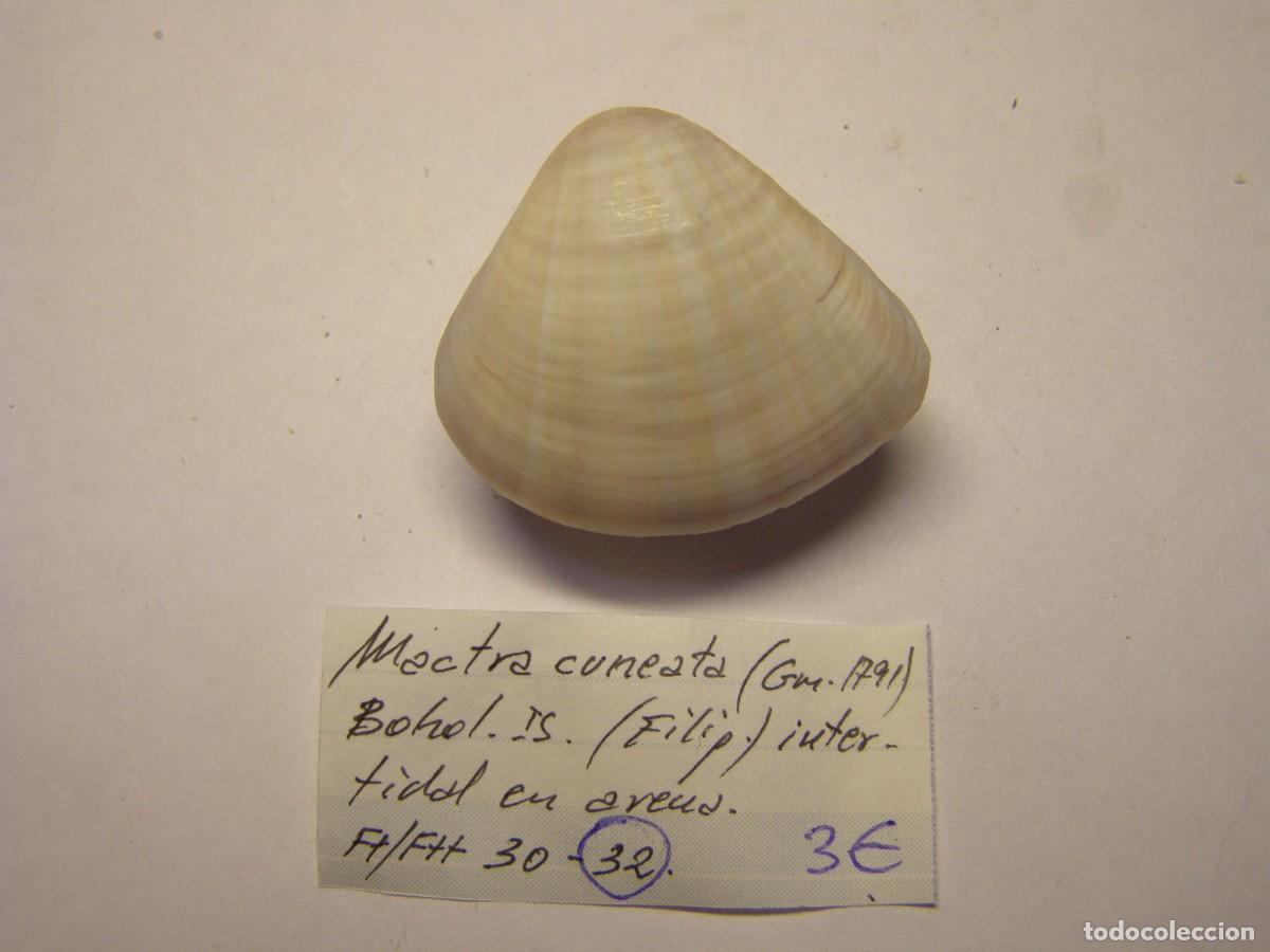 Coleccionismo de moluscos: Bivalvo shell mactra cuneata. Filipinas. - Foto 3
