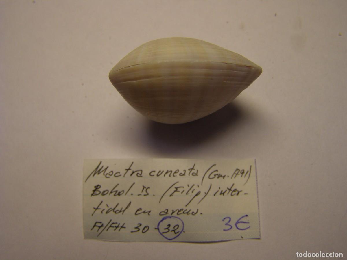 Coleccionismo de moluscos: Bivalvo shell mactra cuneata. Filipinas. - Foto 4