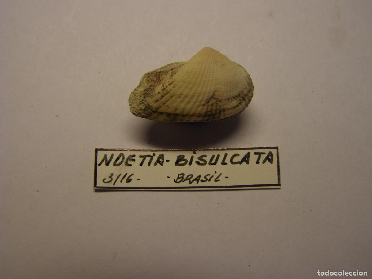 Collezionismo di molluschi: Bivalvo shell noetia bisulcata. Brasil.