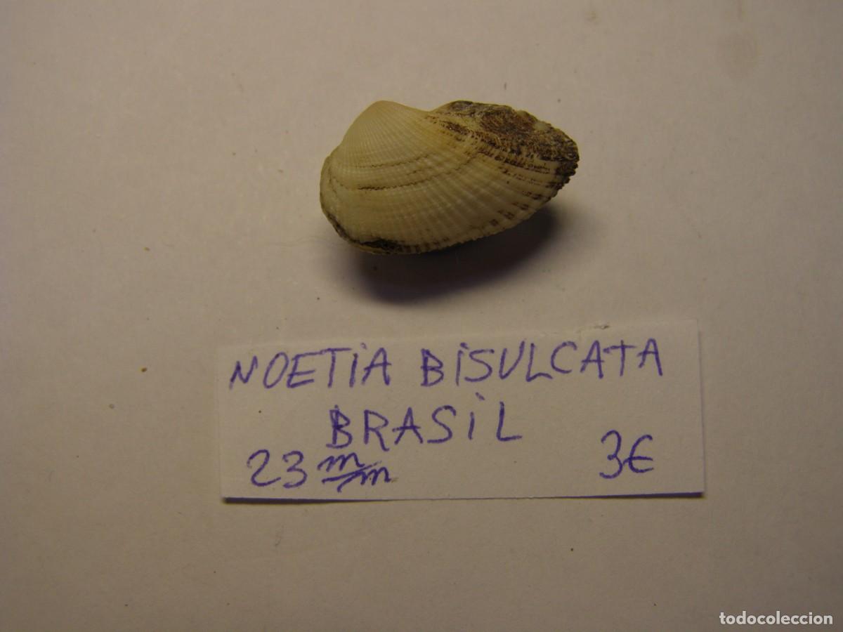 Coleccionismo de moluscos: Bivalvo shell noetia bisulcata. Brasil.