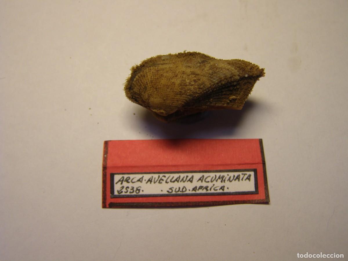 Collectionnisme de mollusques: Bivalvo shell arca avellana acuminata. Sud&aacute;frica.