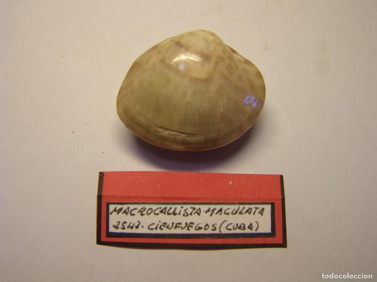 Collectionnisme de mollusques: Bivalvo shell macrocallista maculata. Cuba.