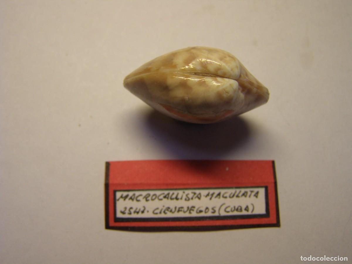 Coleccionismo de moluscos: Bivalvo shell macrocallista maculata. Cuba. - Foto 2