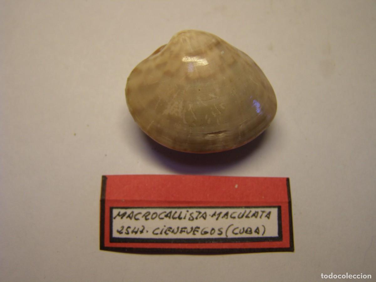 Coleccionismo de moluscos: Bivalvo shell macrocallista maculata. Cuba. - Foto 3