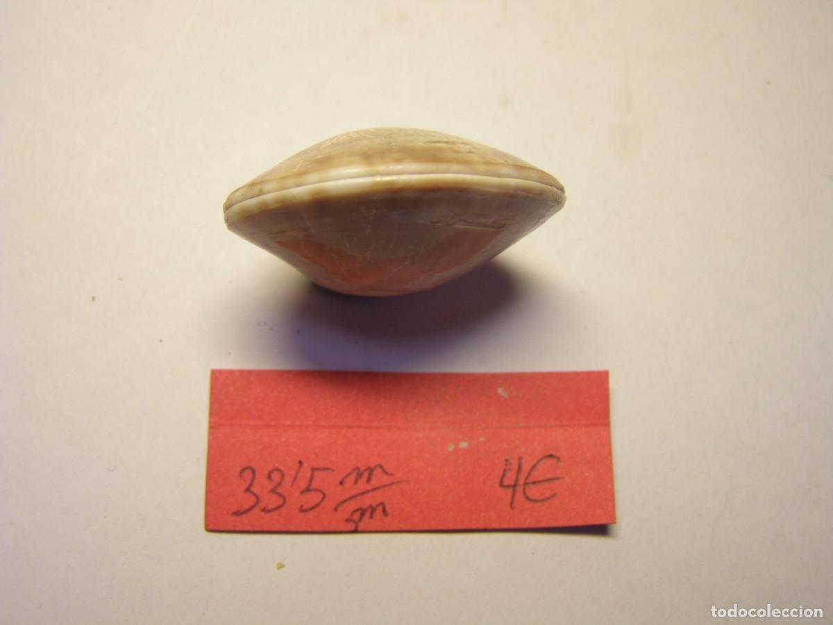 Coleccionismo de moluscos: Bivalvo shell macrocallista maculata. Cuba. - Foto 4