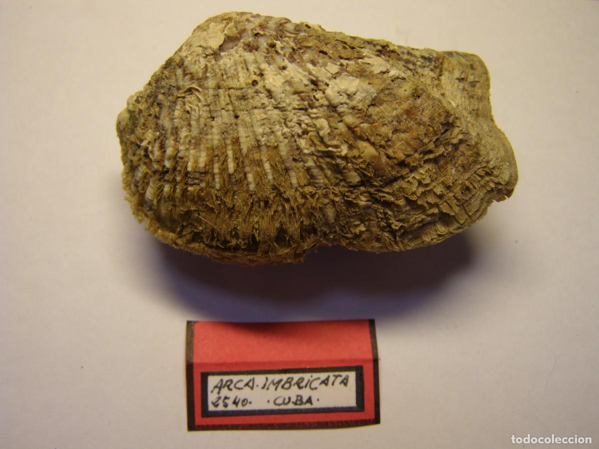 Coleccionismo de moluscos: Bivalvo shell arca imbricata. Cuba. - Foto 1
