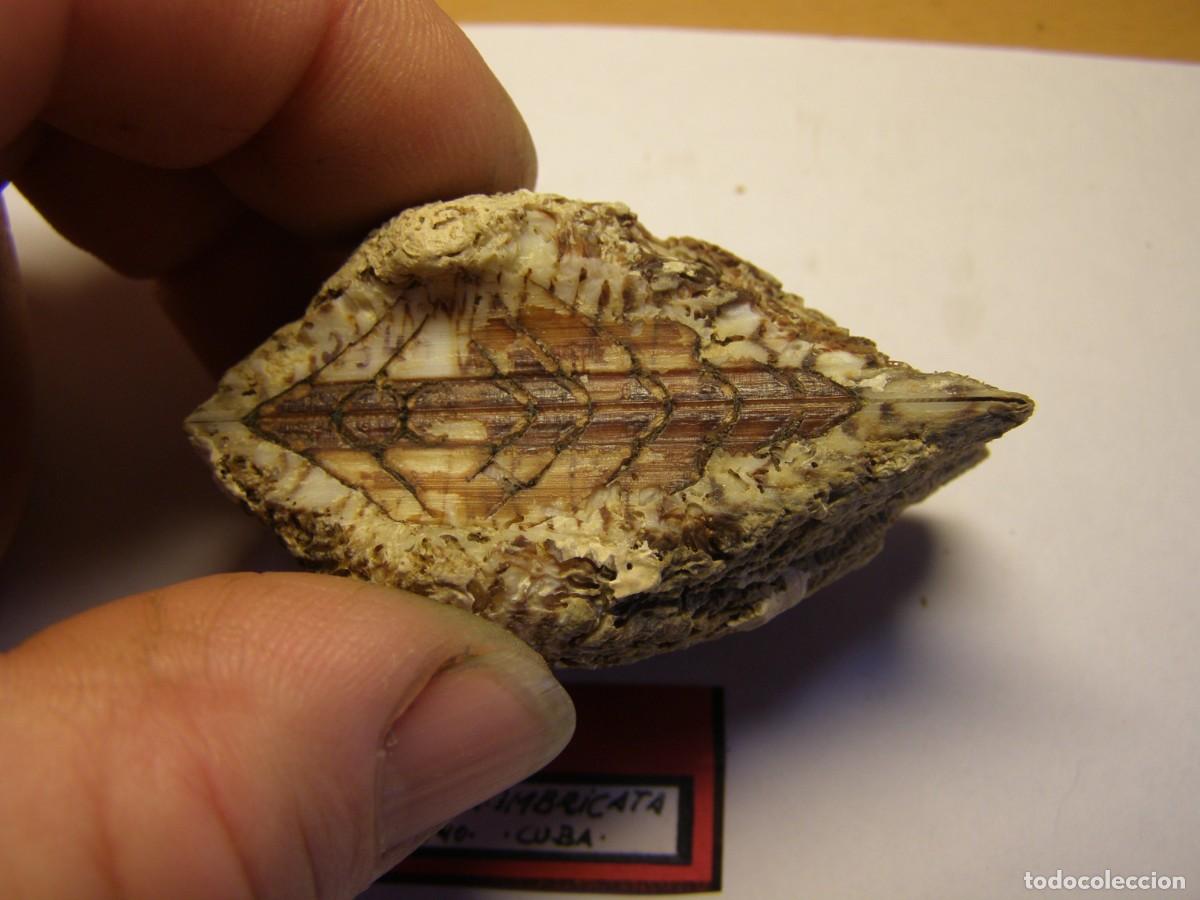 Coleccionismo de moluscos: Bivalvo shell arca imbricata. Cuba. - Foto 2