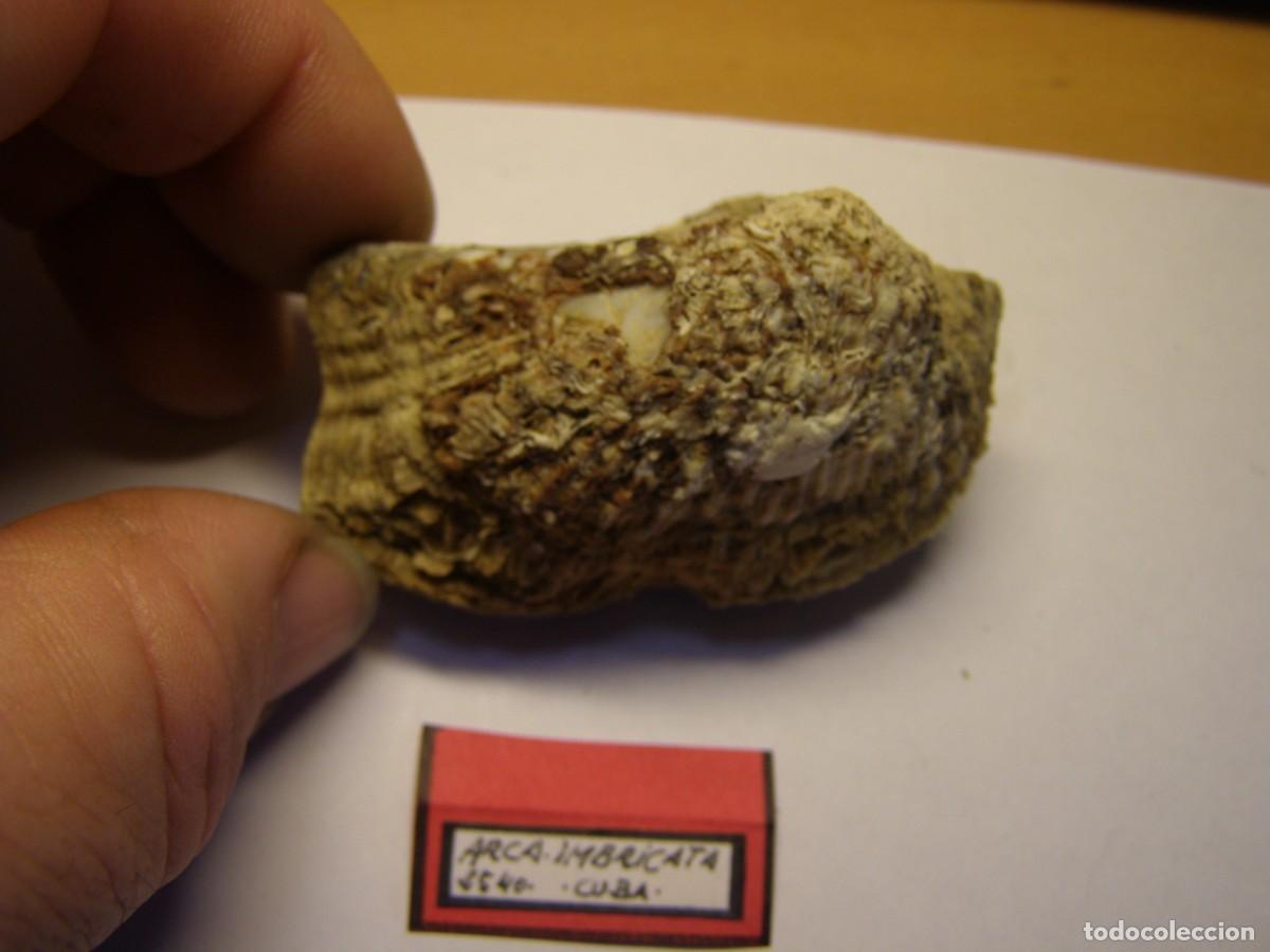 Coleccionismo de moluscos: Bivalvo shell arca imbricata. Cuba. - Foto 3