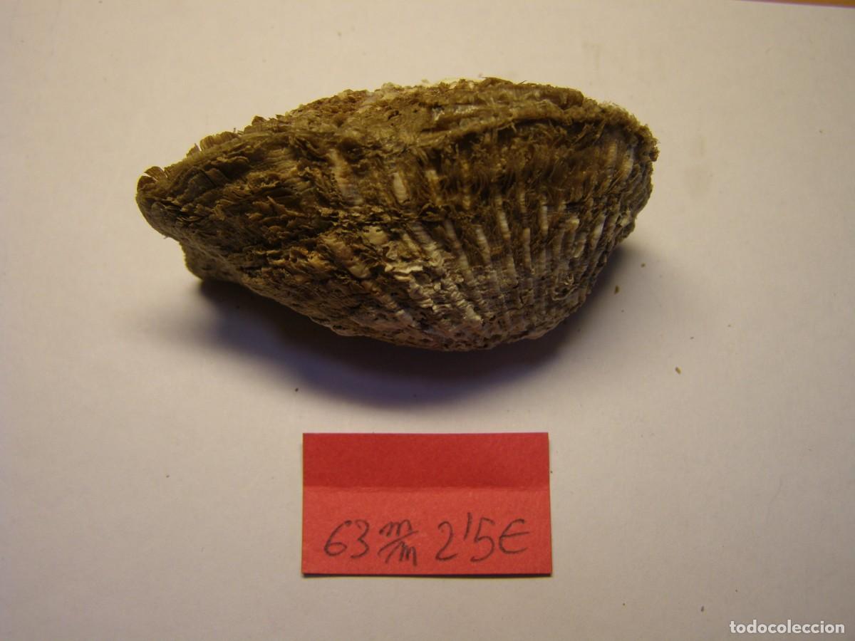 Coleccionismo de moluscos: Bivalvo shell arca imbricata. Cuba. - Foto 4