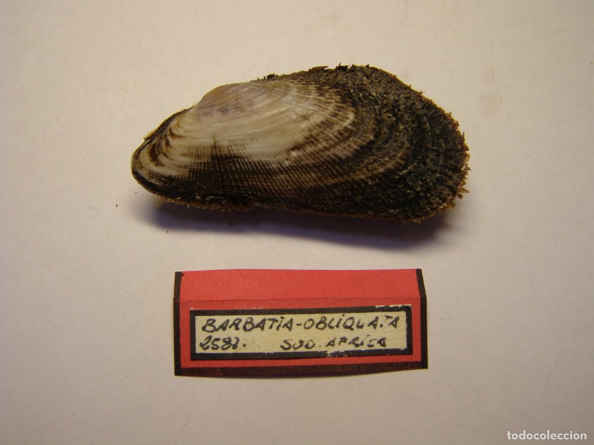 Coleccionismo de moluscos: Bivalvo shell barbatia obliquata. Sud&aacute;frica.