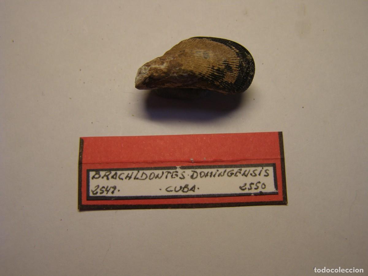 Coleccionismo de moluscos: Bivalvo shell brachidontes dominguensis. Cuba.