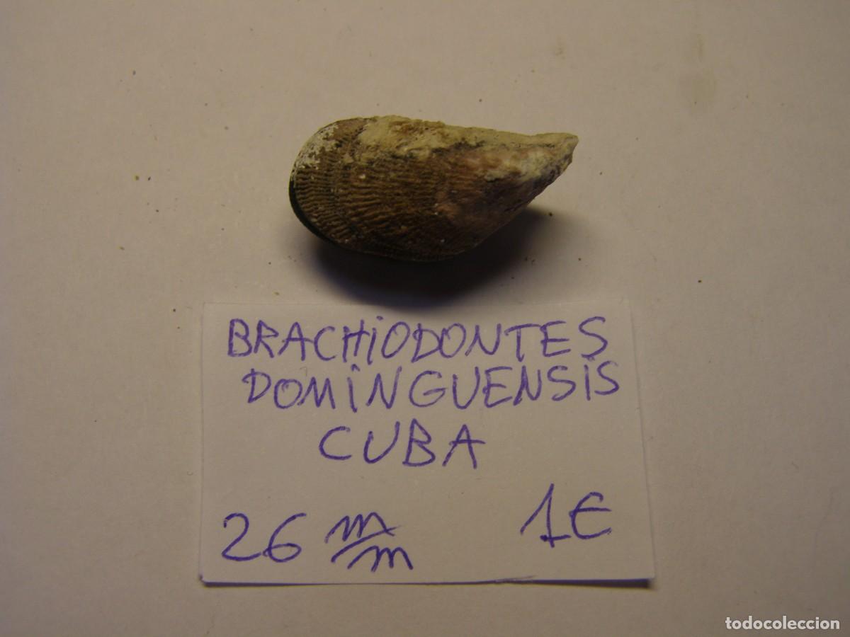 Coleccionismo de moluscos: Bivalvo shell brachidontes dominguensis. Cuba.