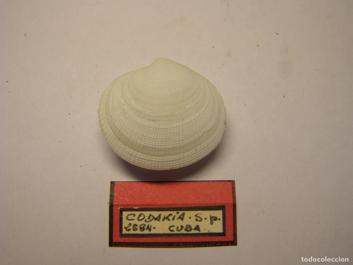 Coleccionismo de moluscos: Bivalvo shell codakia sp. Cuba.