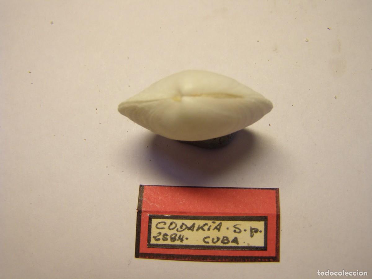 Coleccionismo de moluscos: Bivalvo shell codakia sp. Cuba. - Foto 2