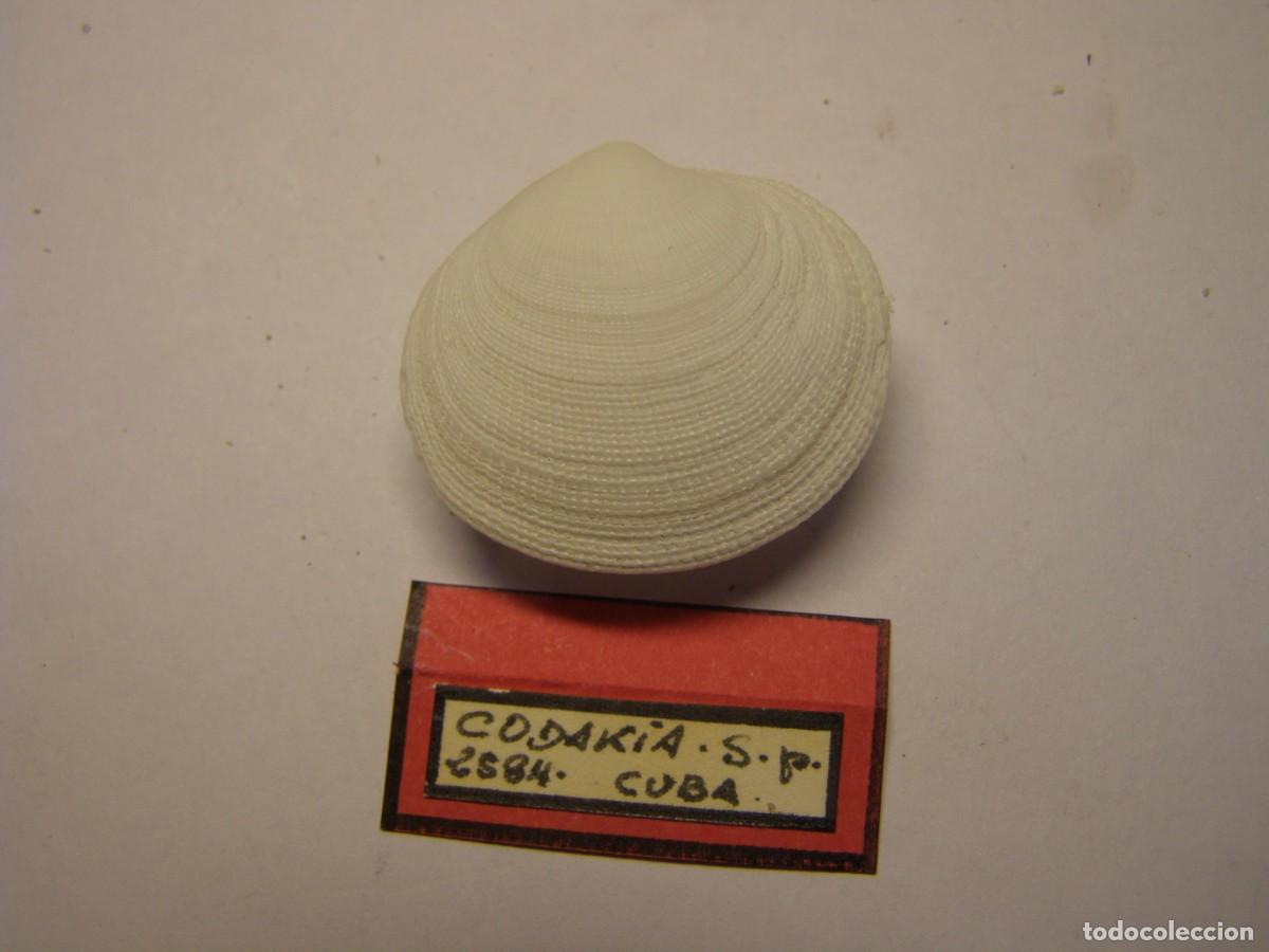 Coleccionismo de moluscos: Bivalvo shell codakia sp. Cuba. - Foto 3