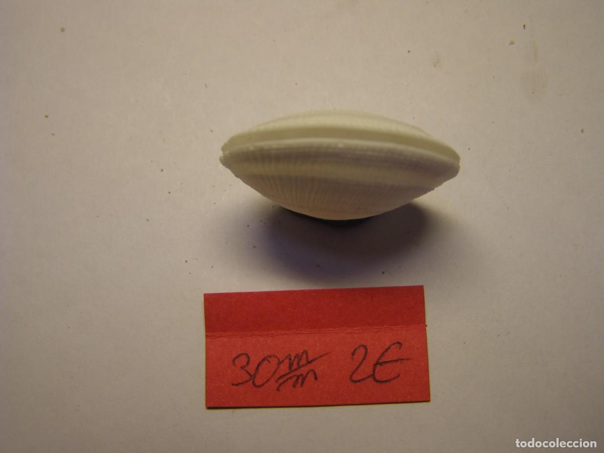 Coleccionismo de moluscos: Bivalvo shell codakia sp. Cuba. - Foto 4