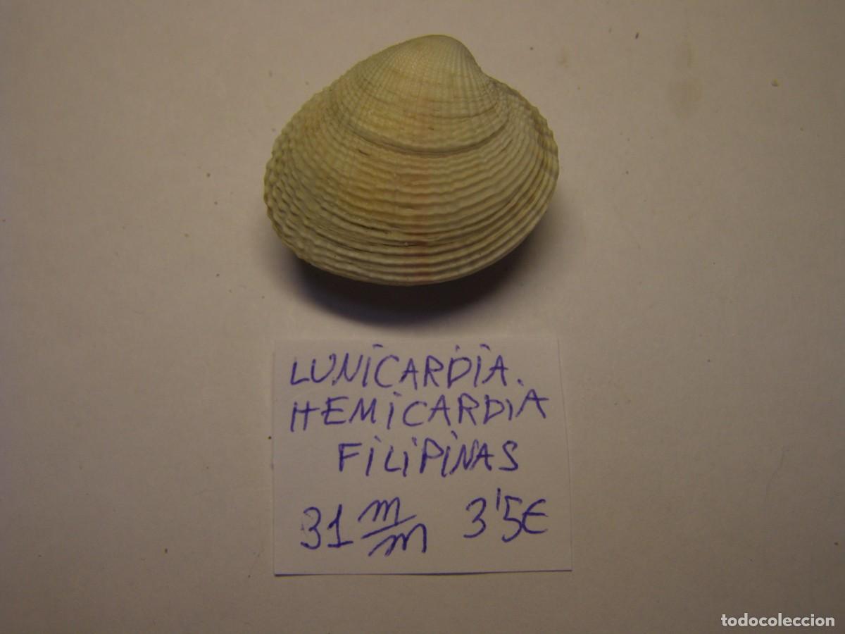 Coleccionismo de moluscos: Bivalvo shell lunicardia hemicardia. Filipinas.