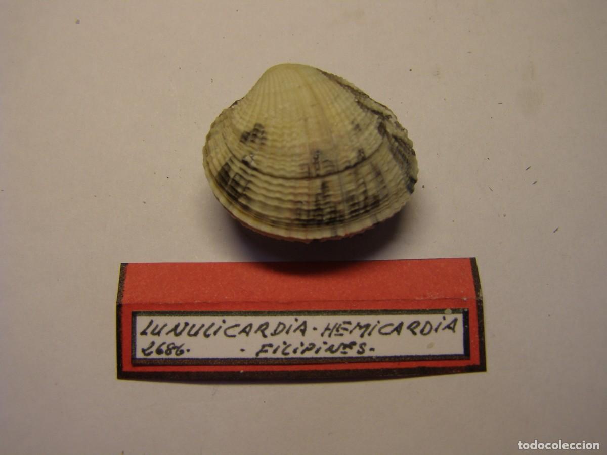 Coleccionismo de moluscos: Bivalvo shell lunicardia hemicardia. Filipinas.