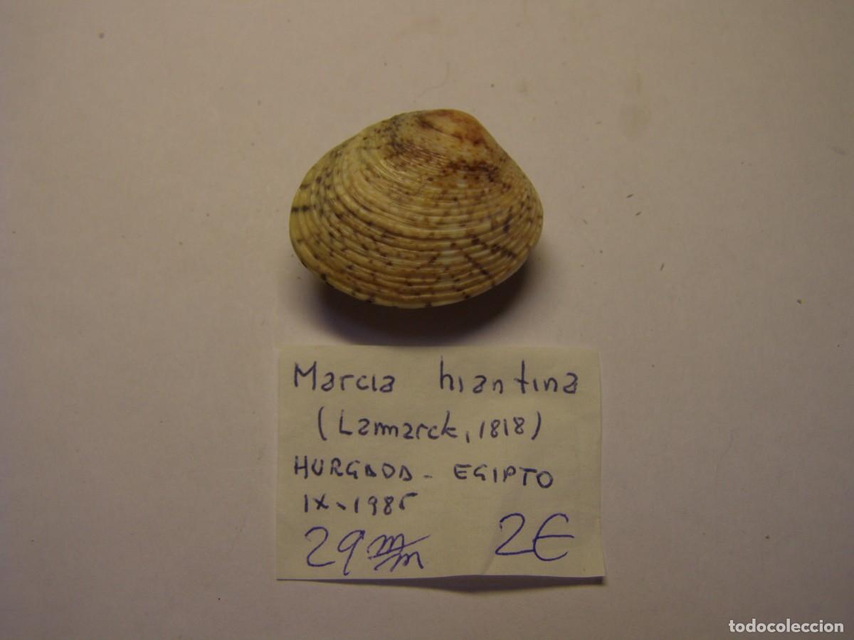 Collectionnisme de mollusques: Bivalvo shell marcia hiantina. Filipinas.