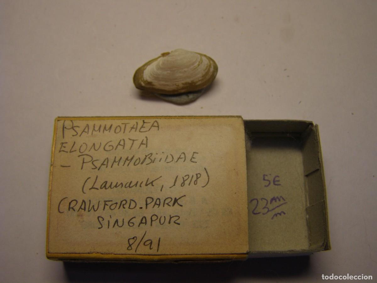 Coleccionismo de moluscos: Bivalvo shell psammotaea elongata. Cuba.