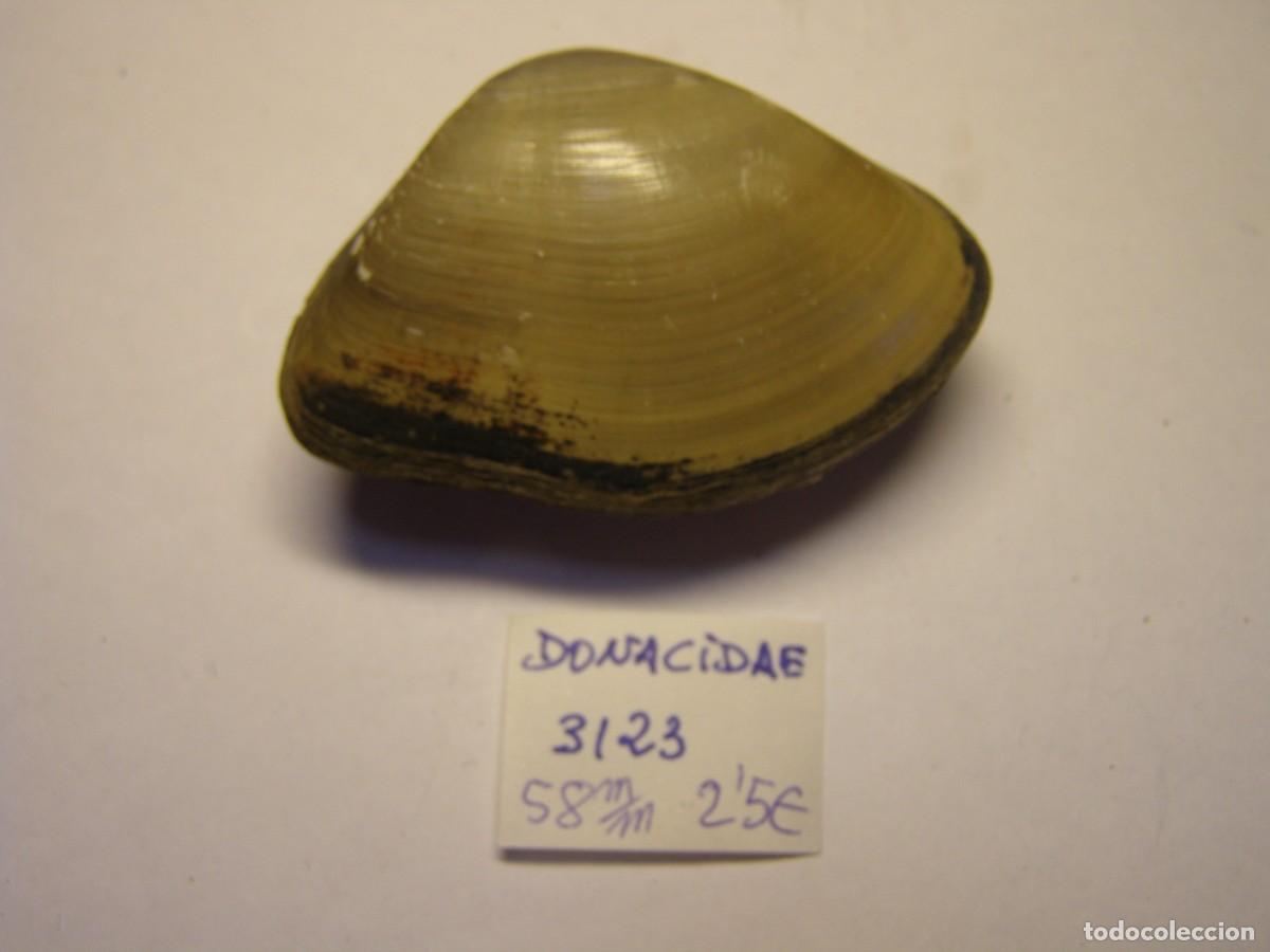 Coleccionismo de moluscos: Bivalvo shell donacidae sp.