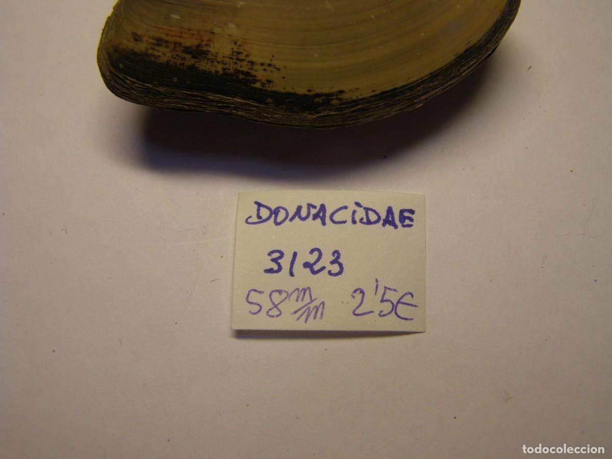 Coleccionismo de moluscos: Bivalvo shell donacidae sp. - Foto 2