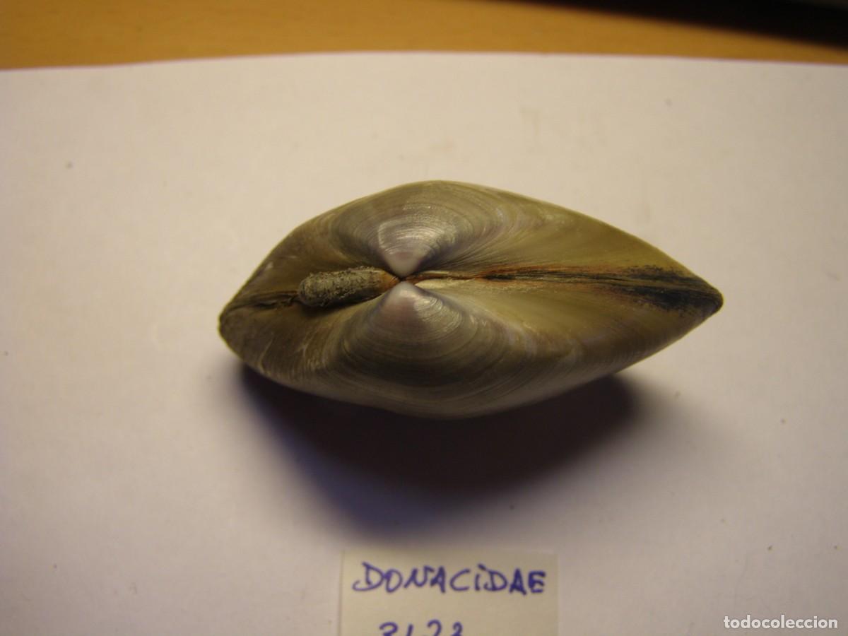 Coleccionismo de moluscos: Bivalvo shell donacidae sp. - Foto 3