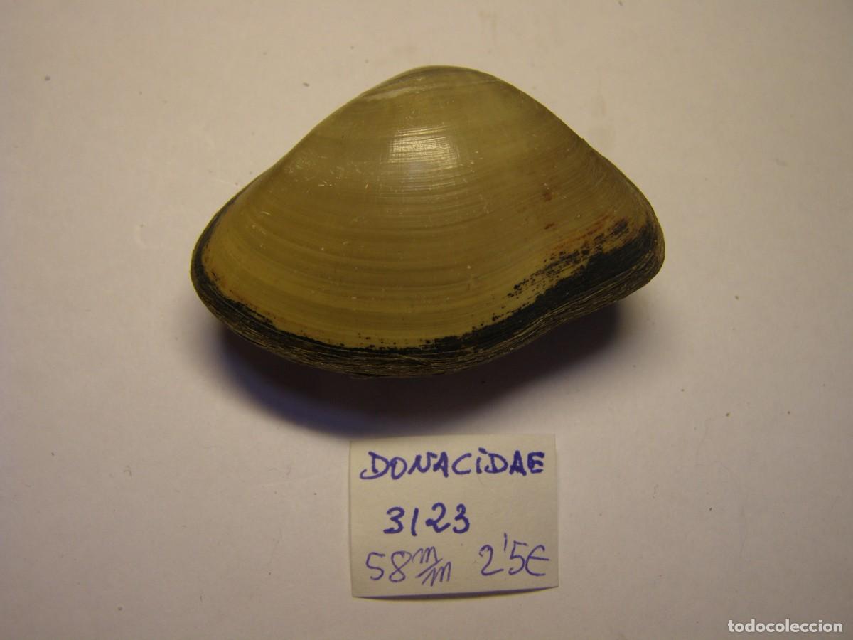 Coleccionismo de moluscos: Bivalvo shell donacidae sp. - Foto 4