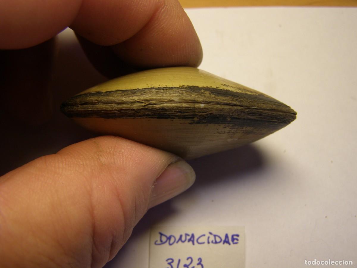 Coleccionismo de moluscos: Bivalvo shell donacidae sp. - Foto 5