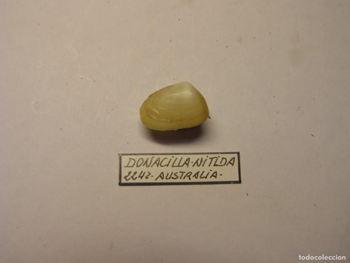 Coleccionismo de moluscos: Bivalvo shell donacilla nitida. Australia.