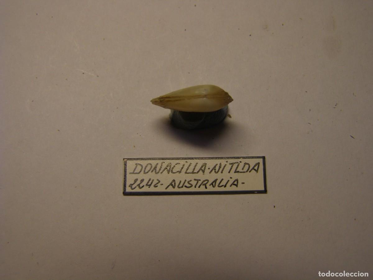 Coleccionismo de moluscos: Bivalvo shell donacilla nitida. Australia. - Foto 2